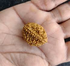2 Mukhi Rudraksha Benefits – Why People Swear by This Tiny Bead 2 mukhi rudraksha benefits